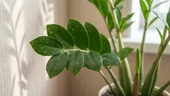 Zamioculcas wächst nicht: die 5 häufigsten Pflegefehler (und schnelle Fixes)