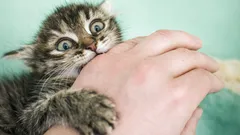 Wenn die Jungkatze beisst und kratzt: Ursachen, Warnsignale und was sofort hilft