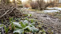 Warum milde Wintertage deinen Garten täuschen: falscher Frühling und Spätfrost richtig einordnen