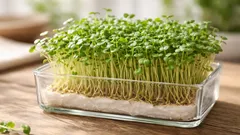 Microgreens im Winter ziehen: 5 einfache Methoden für die Fensterbank